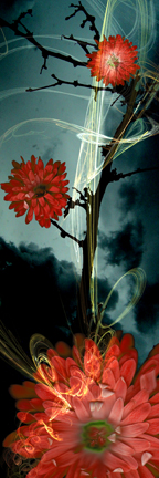 Pollination